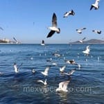 Avatar de Tomás Ledezma